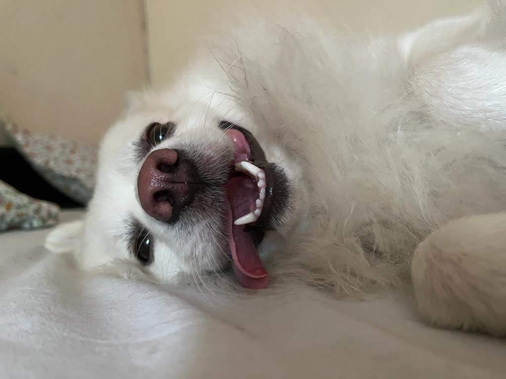 Fluffy — Smiling