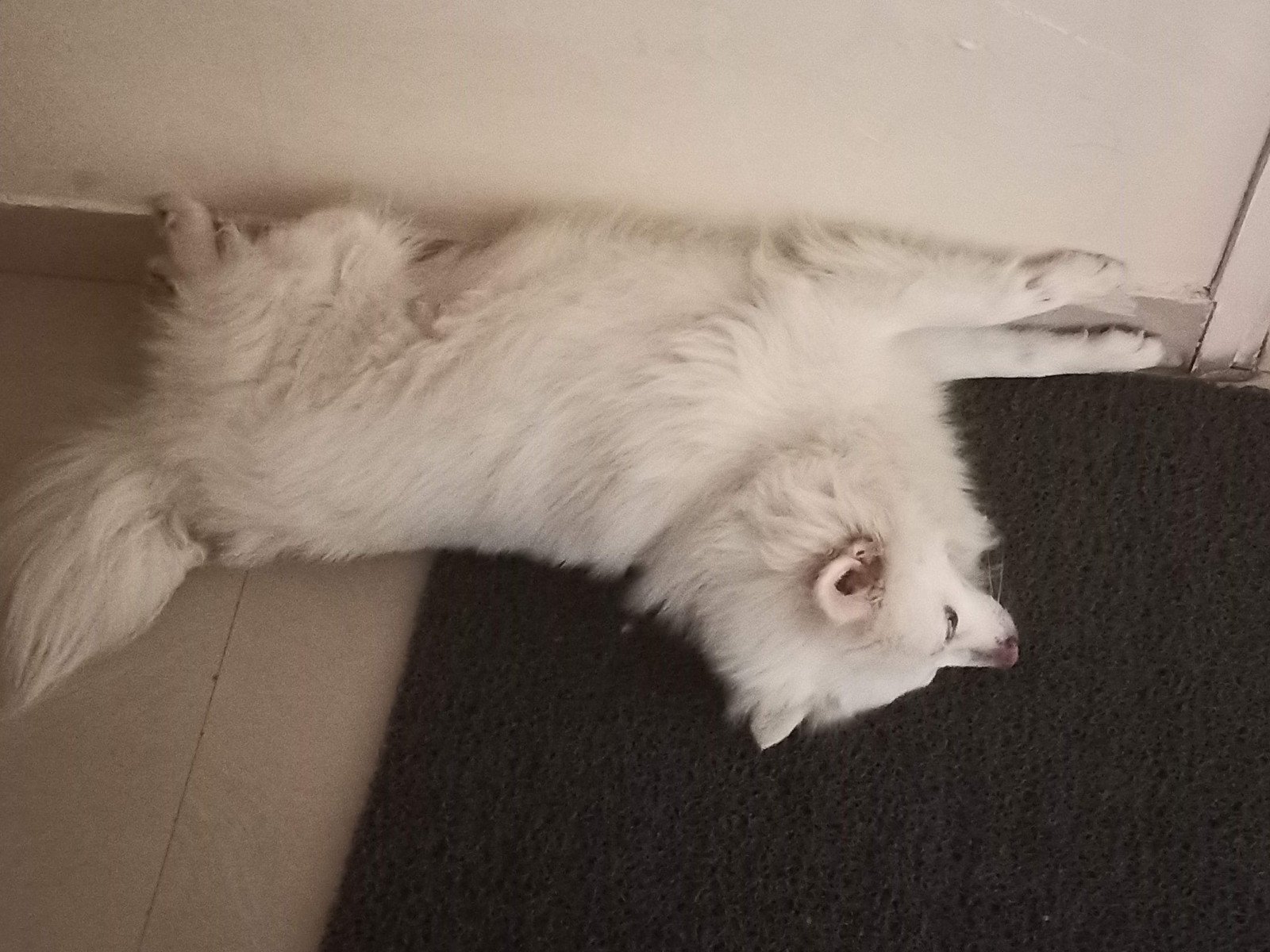 Fluffy — More Sleeping but weird